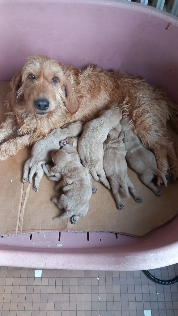 du Domaine D'Asgard - Chiot disponible  - Basset fauve de Bretagne