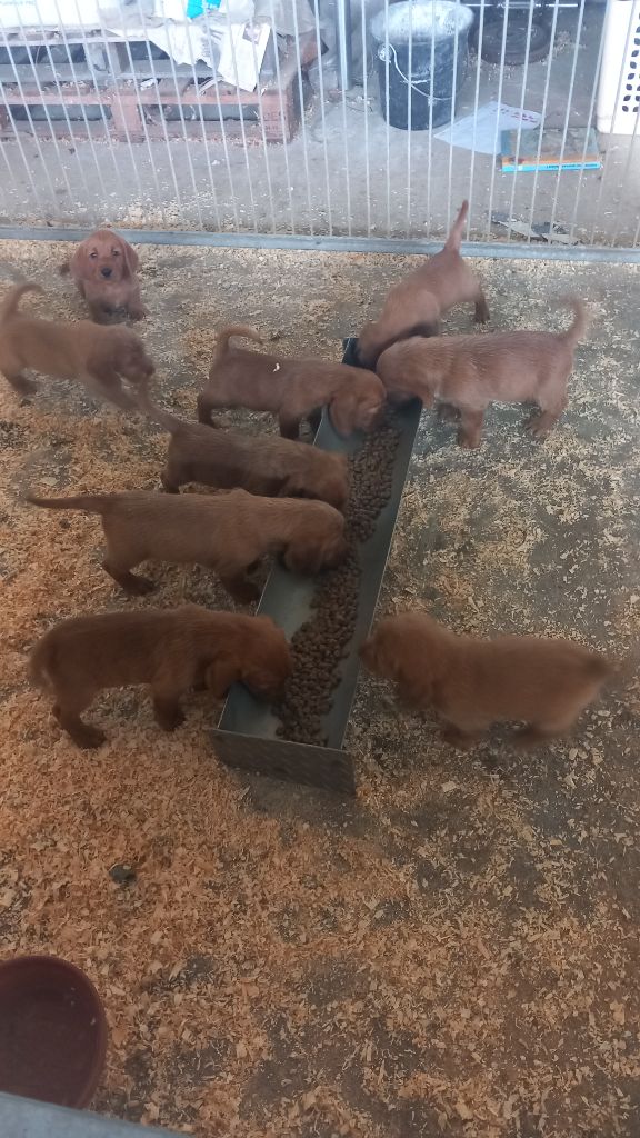 du Domaine D'Asgard - Basset fauve de Bretagne - Portée née le 08/04/2025
