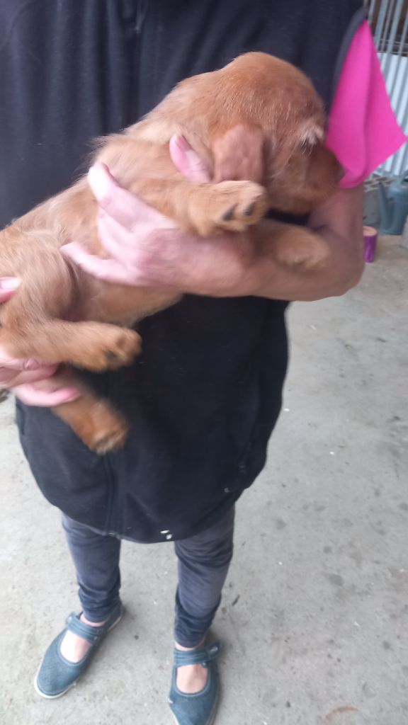 du Domaine D'Asgard - Chiots disponibles - Basset fauve de Bretagne